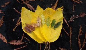 Preview wallpaper leaves, macro, autumn, colors, shades