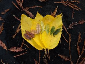 Preview wallpaper leaves, macro, autumn, colors, shades