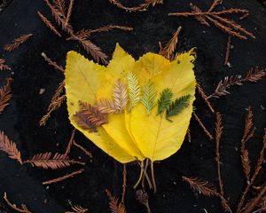 Preview wallpaper leaves, macro, autumn, colors, shades