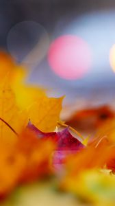 Preview wallpaper leaves, macro, autumn, red, yellow