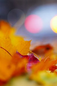 Preview wallpaper leaves, macro, autumn, red, yellow