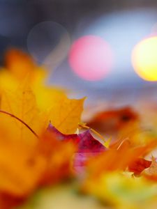 Preview wallpaper leaves, macro, autumn, red, yellow