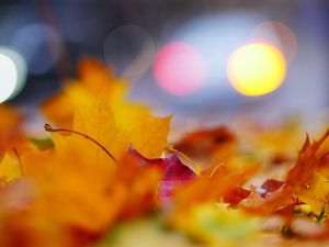 Preview wallpaper leaves, macro, autumn, red, yellow