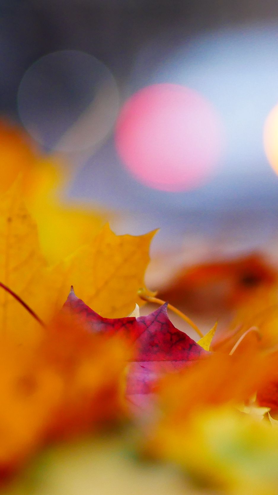 Download wallpaper 938x1668 leaves, macro, autumn, red, yellow iphone 8 ...