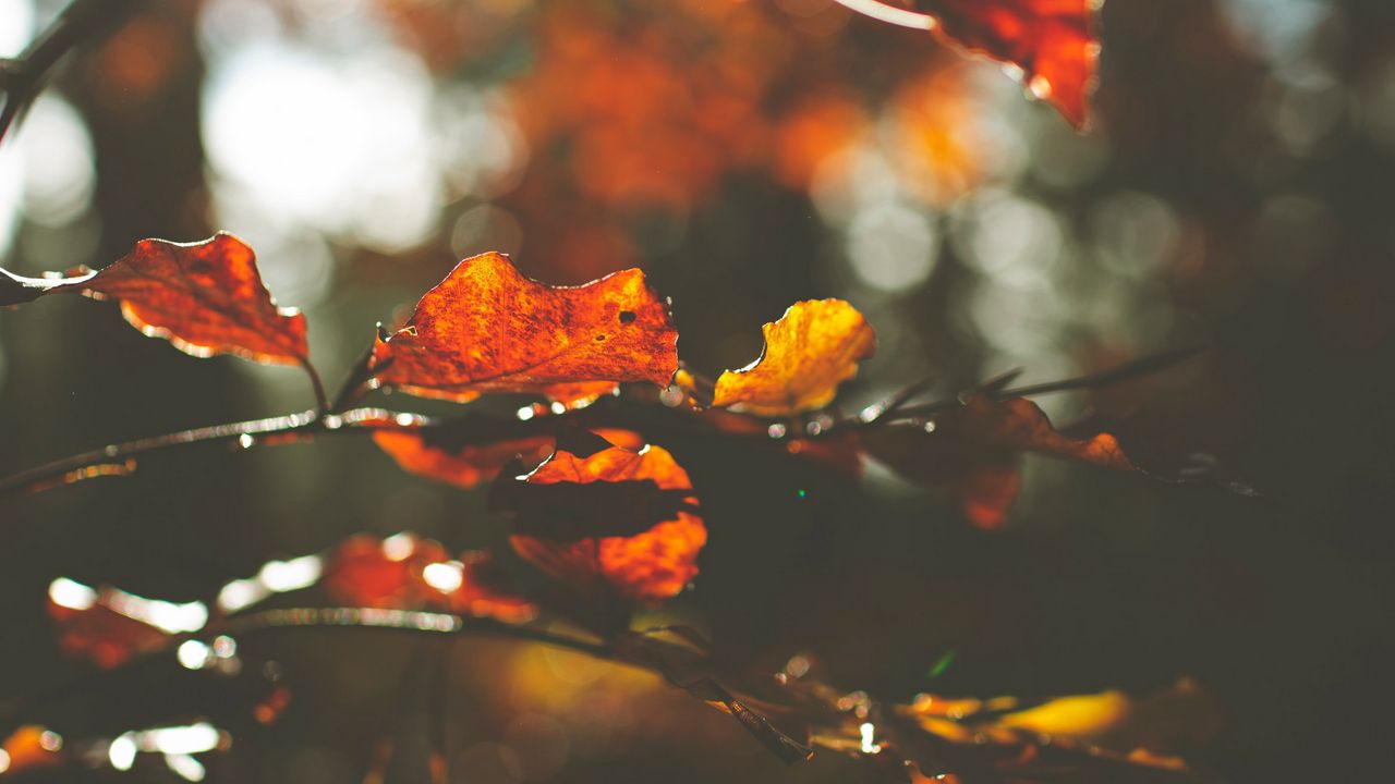 Wallpaper leaves, macro, branch, autumn hd, picture, image