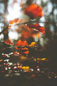 Preview wallpaper leaves, macro, branch, autumn