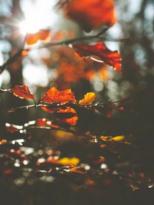 Preview wallpaper leaves, macro, branch, autumn