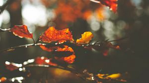 Preview wallpaper leaves, macro, branch, autumn