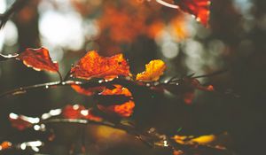 Preview wallpaper leaves, macro, branch, autumn