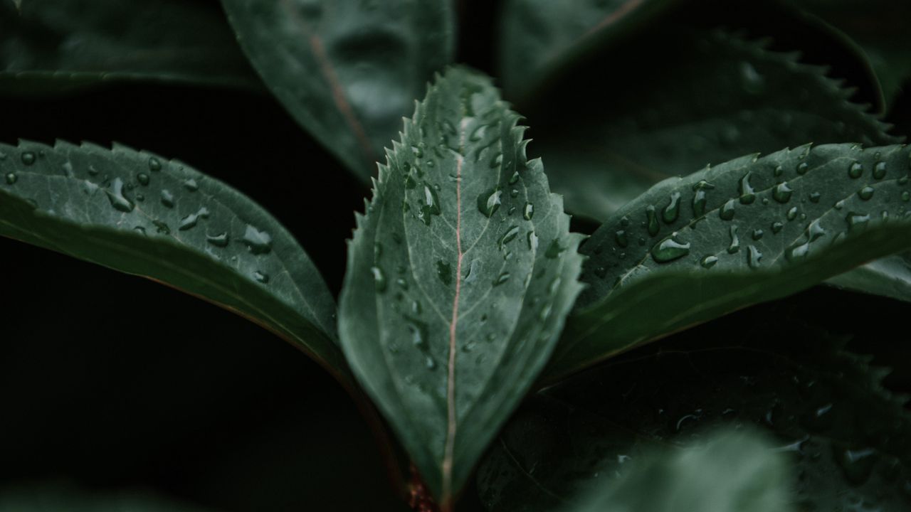 Wallpaper leaves, macro, branch, plant