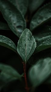 Preview wallpaper leaves, macro, branch, plant