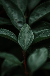 Preview wallpaper leaves, macro, branch, plant