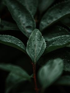 Preview wallpaper leaves, macro, branch, plant