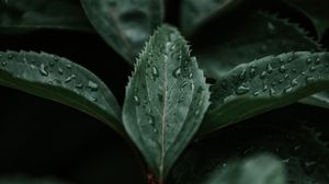 Preview wallpaper leaves, macro, branch, plant