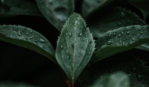 Preview wallpaper leaves, macro, branch, plant
