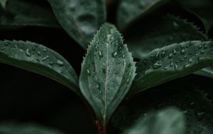 Preview wallpaper leaves, macro, branch, plant