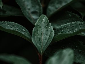 Preview wallpaper leaves, macro, branch, plant
