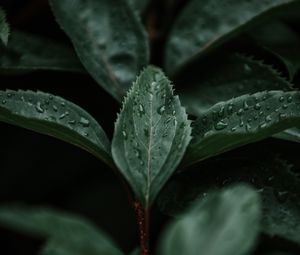 Preview wallpaper leaves, macro, branch, plant