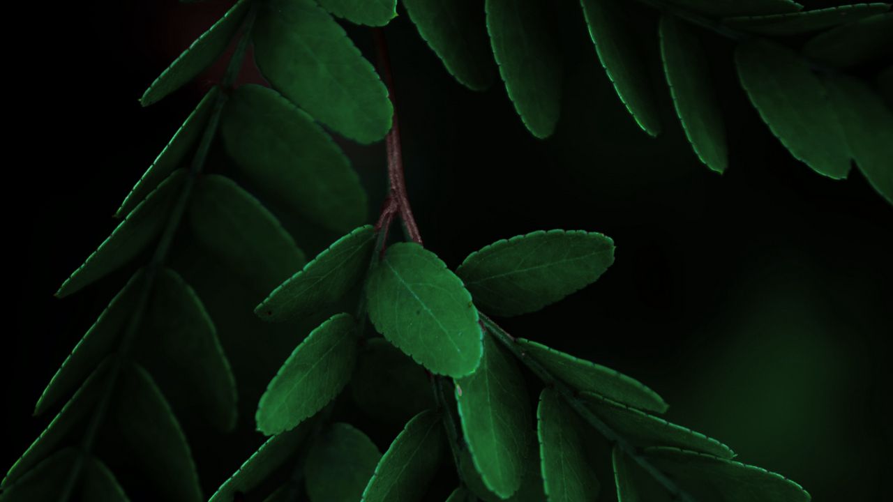 Wallpaper leaves, macro, branch, dark