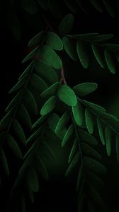 Preview wallpaper leaves, macro, branch, dark