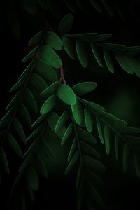 Preview wallpaper leaves, macro, branch, dark