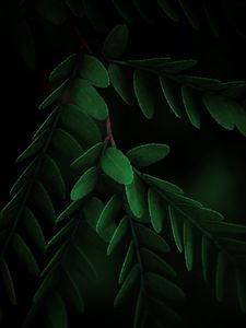 Preview wallpaper leaves, macro, branch, dark