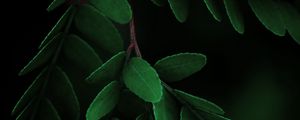 Preview wallpaper leaves, macro, branch, dark