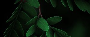 Preview wallpaper leaves, macro, branch, dark