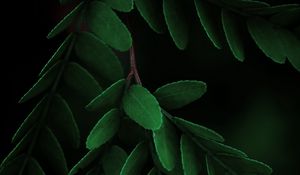 Preview wallpaper leaves, macro, branch, dark