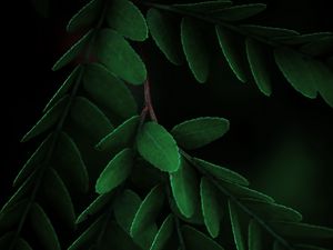 Preview wallpaper leaves, macro, branch, dark