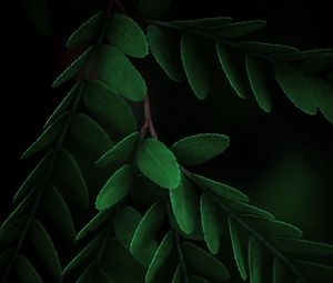 Preview wallpaper leaves, macro, branch, dark