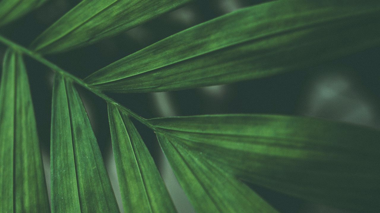Wallpaper leaves, macro, branch, green