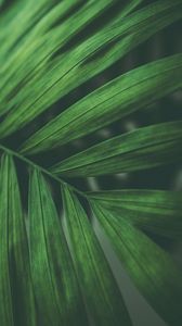 Preview wallpaper leaves, macro, branch, green