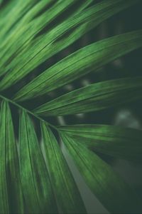 Preview wallpaper leaves, macro, branch, green