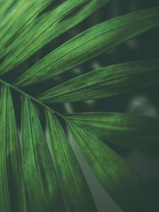 Preview wallpaper leaves, macro, branch, green