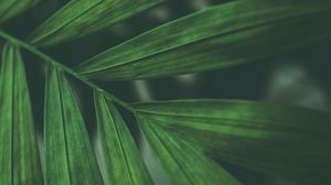 Preview wallpaper leaves, macro, branch, green