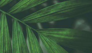 Preview wallpaper leaves, macro, branch, green