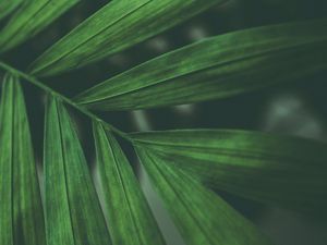 Preview wallpaper leaves, macro, branch, green
