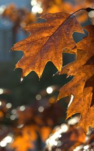 Preview wallpaper leaves, macro, brown, autumn