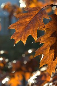 Preview wallpaper leaves, macro, brown, autumn