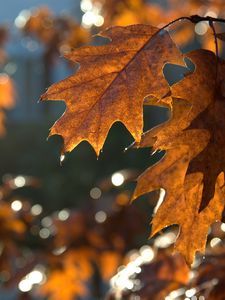 Preview wallpaper leaves, macro, brown, autumn