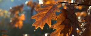 Preview wallpaper leaves, macro, brown, autumn