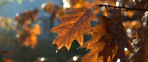 Preview wallpaper leaves, macro, brown, autumn