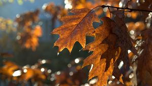 Preview wallpaper leaves, macro, brown, autumn