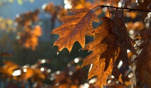Preview wallpaper leaves, macro, brown, autumn