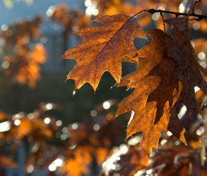 Preview wallpaper leaves, macro, brown, autumn