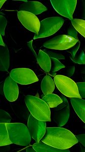 Preview wallpaper leaves, macro, bushes, green