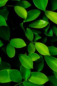 Preview wallpaper leaves, macro, bushes, green