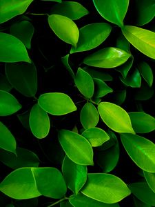 Preview wallpaper leaves, macro, bushes, green