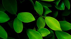 Preview wallpaper leaves, macro, bushes, green